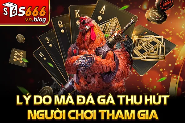 Đá Gà 88 Là Gì - Kênh Cược Đá Gà Uy Tín, Tỷ Lệ Kèo Cao 3 Lý do mà đá gà thu hút người chơi tham gia