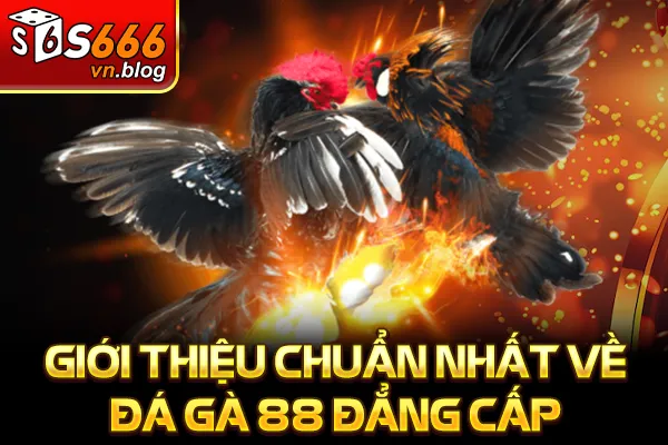 Đá Gà 88 Là Gì - Kênh Cược Đá Gà Uy Tín, Tỷ Lệ Kèo Cao 2 Giới thiệu chuẩn nhất về đá gà 88 đẳng cấp